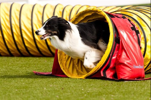 pet dog tunnel.png
