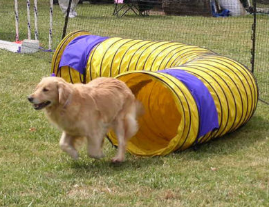 寵物風(fēng)管 dog tunnel.png
